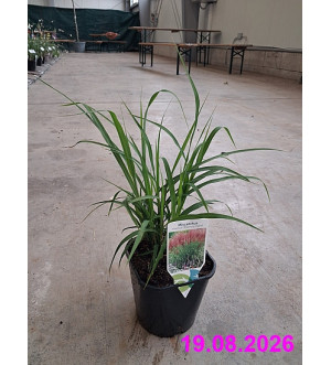 Miscanthus sin. 'Dronning Ingrid' C 2 L